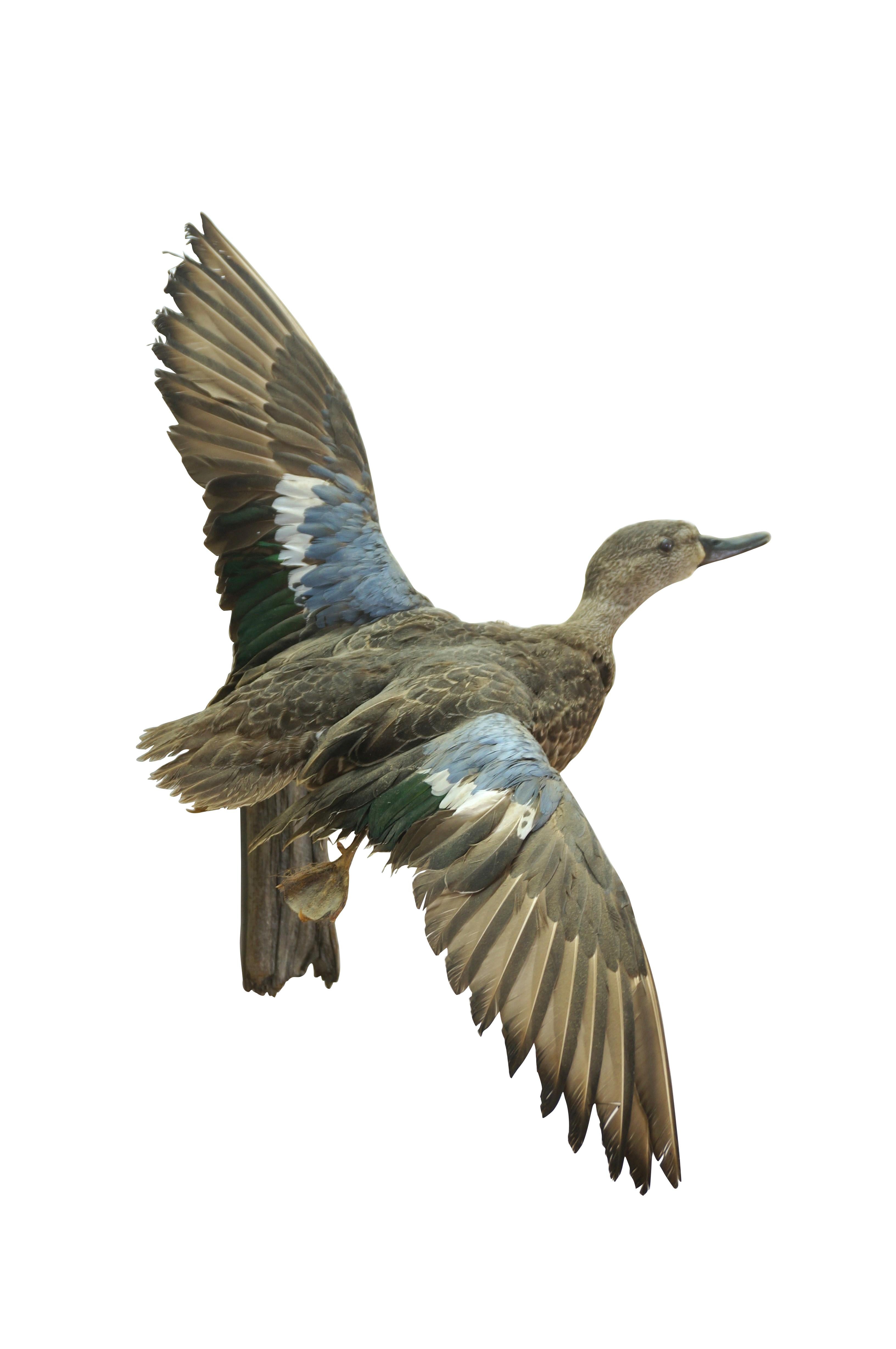 Country Vintage Blue Wing Teal Drake Duck Taxidermy Wall Mount Waterfowl Bird 21
