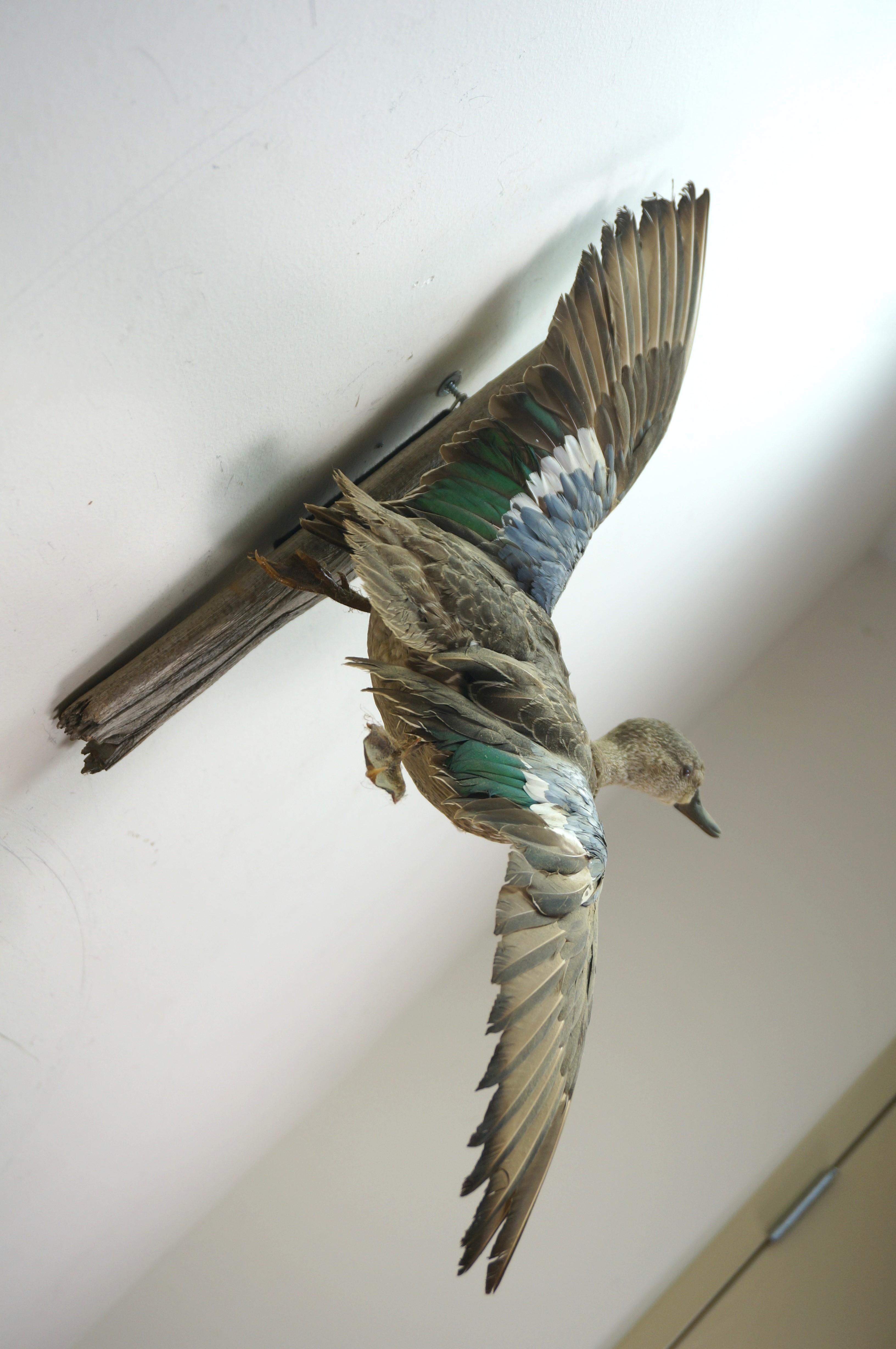 American Vintage Blue Wing Teal Drake Duck Taxidermy Wall Mount Waterfowl Bird 21