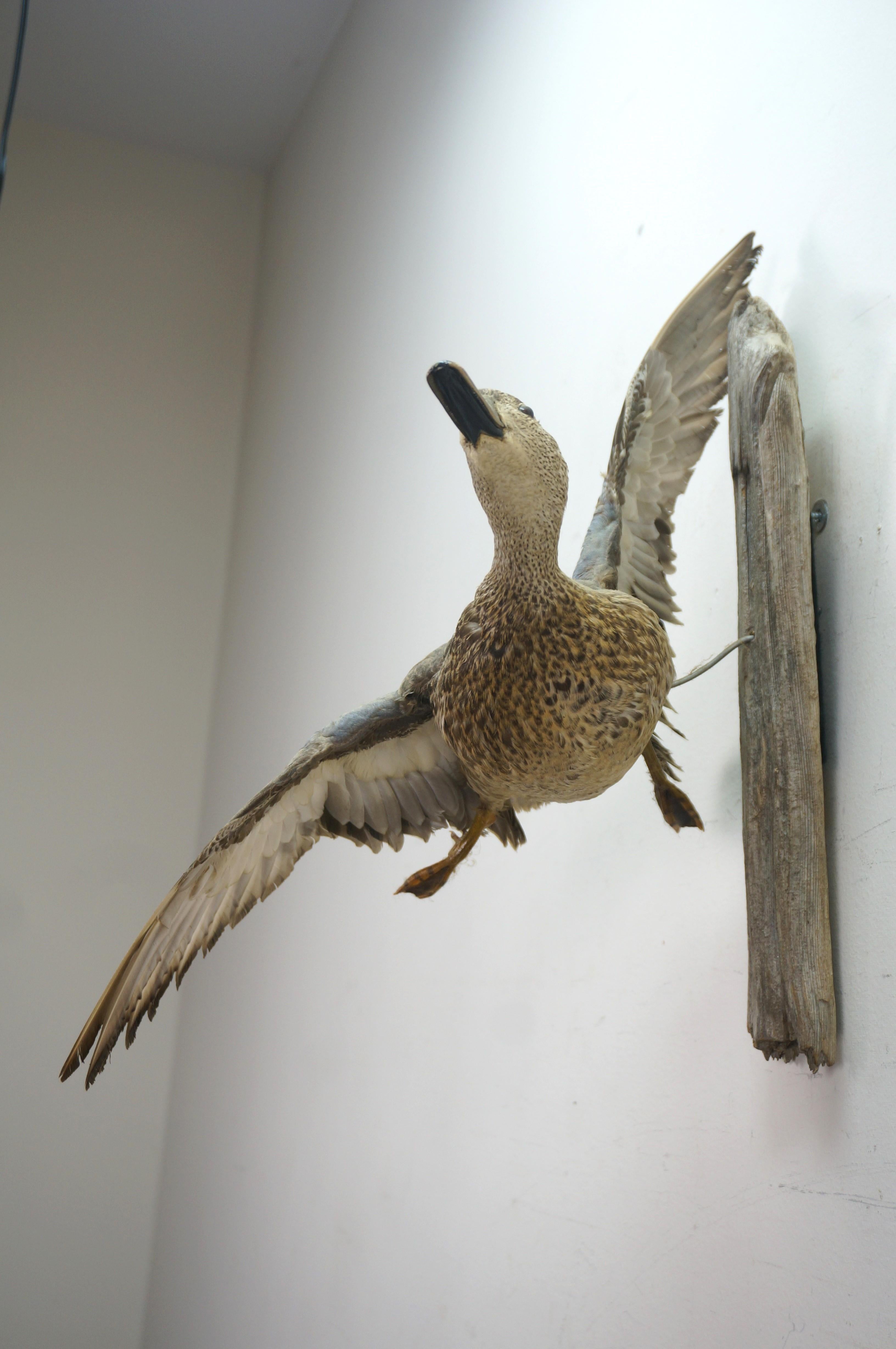 Vintage Blue Wing Teal Drake Duck Taxidermy Wall Mount Waterfowl Bird 21
