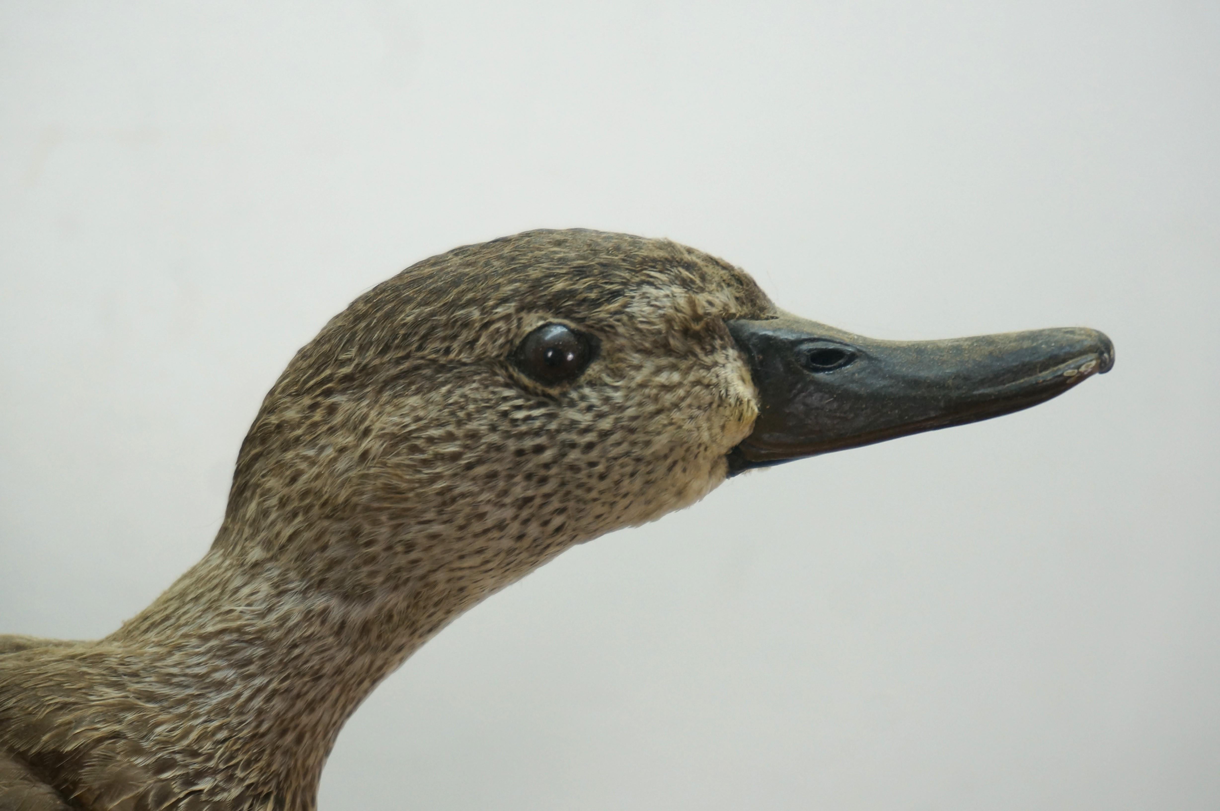 20th Century Vintage Blue Wing Teal Drake Duck Taxidermy Wall Mount Waterfowl Bird 21