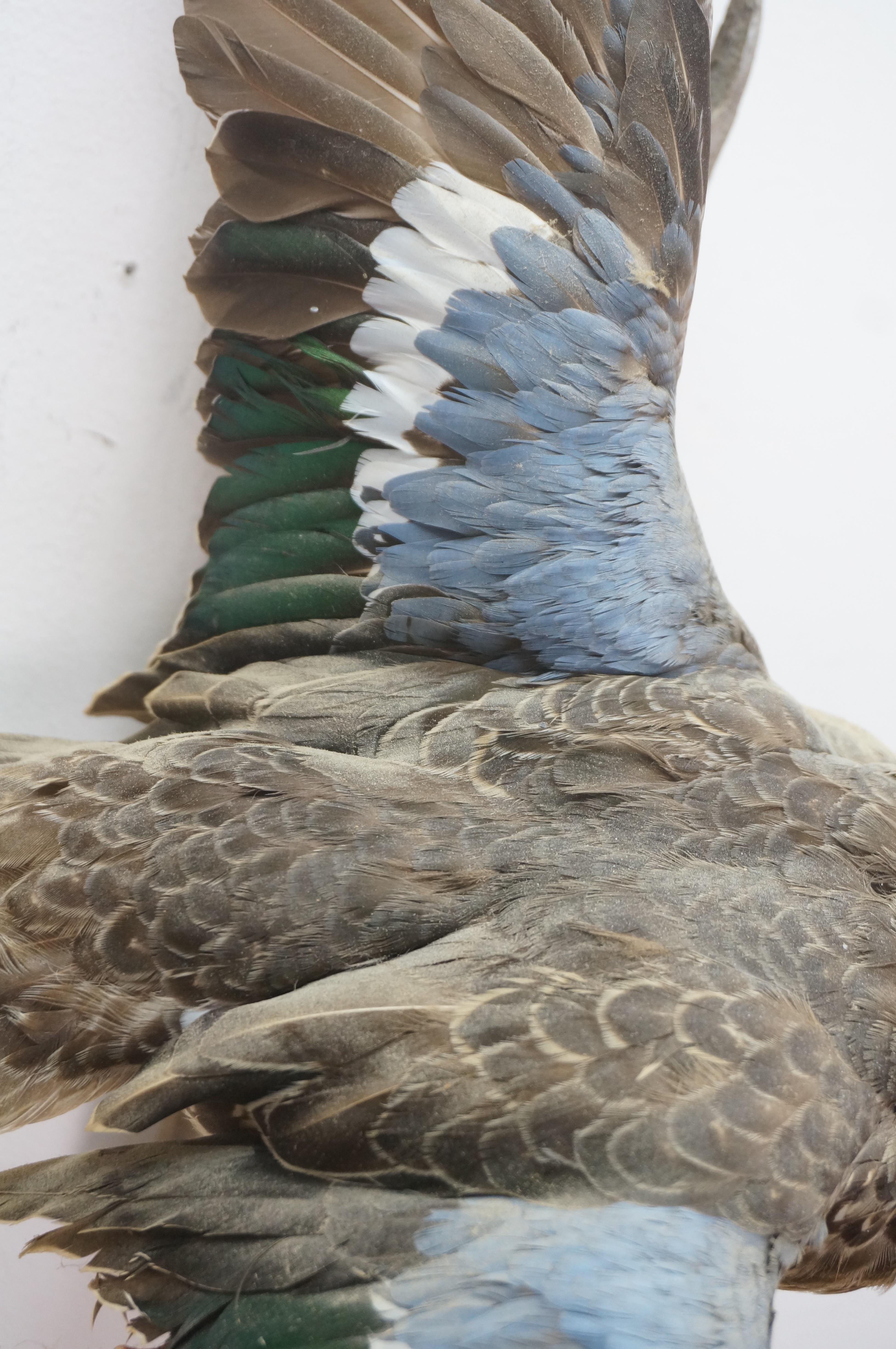 Feathers Vintage Blue Wing Teal Drake Duck Taxidermy Wall Mount Waterfowl Bird 21