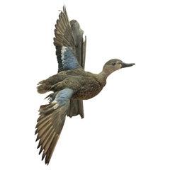 Vintage Blue Wing Teal Drake Duck Taxidermy Wall Mount Waterfowl Bird 21"
