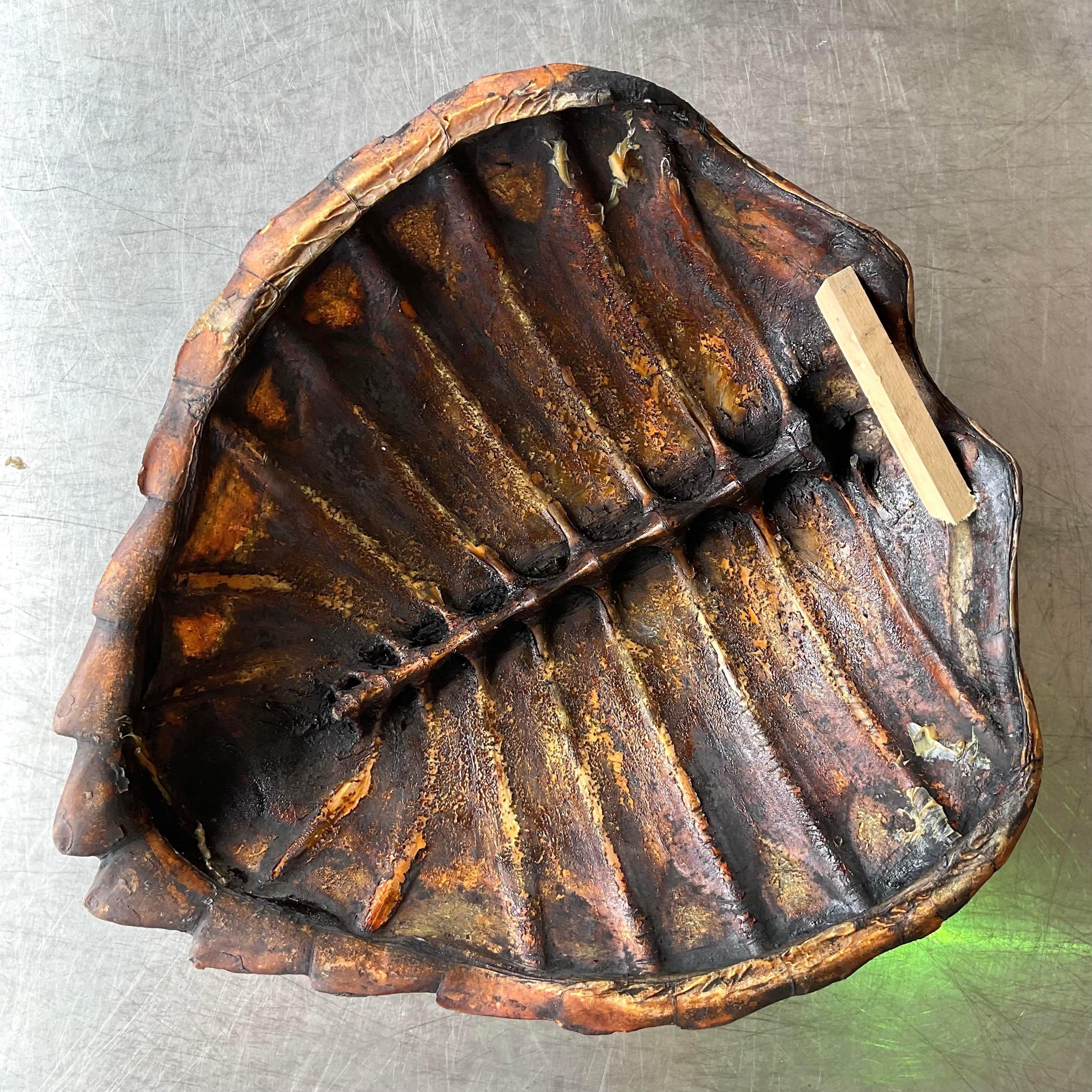 Introduce a unique, natural element to your decor with this Vintage Boho Authentic Turtle Shell. Featuring a genuine turtle shell, this piece embodies bohemian charm and organic beauty. Perfect as a distinctive wall decoration or tabletop accent, it