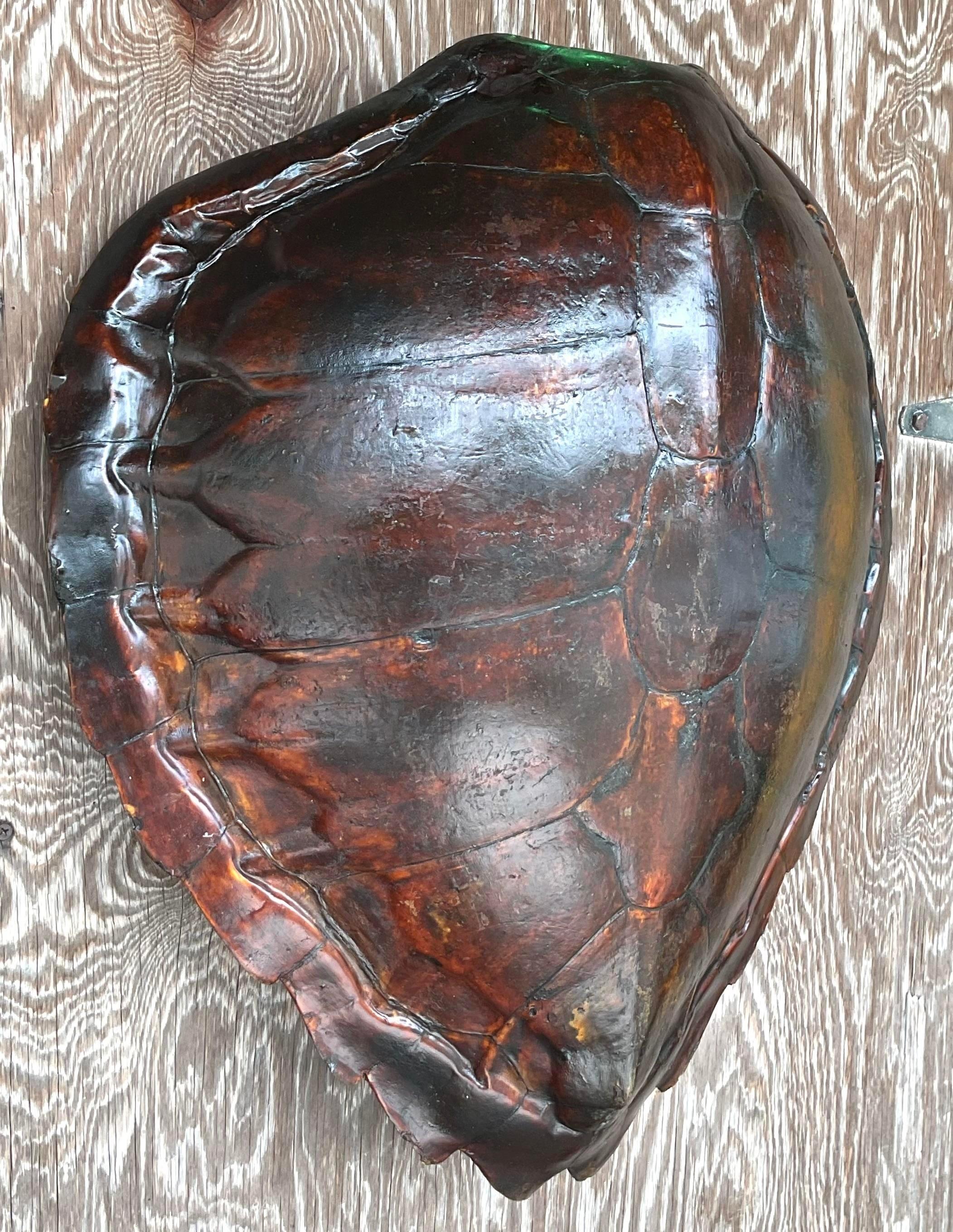Vintage Boho Authentic Turtle Shell In Good Condition In West Palm Beach, FL
