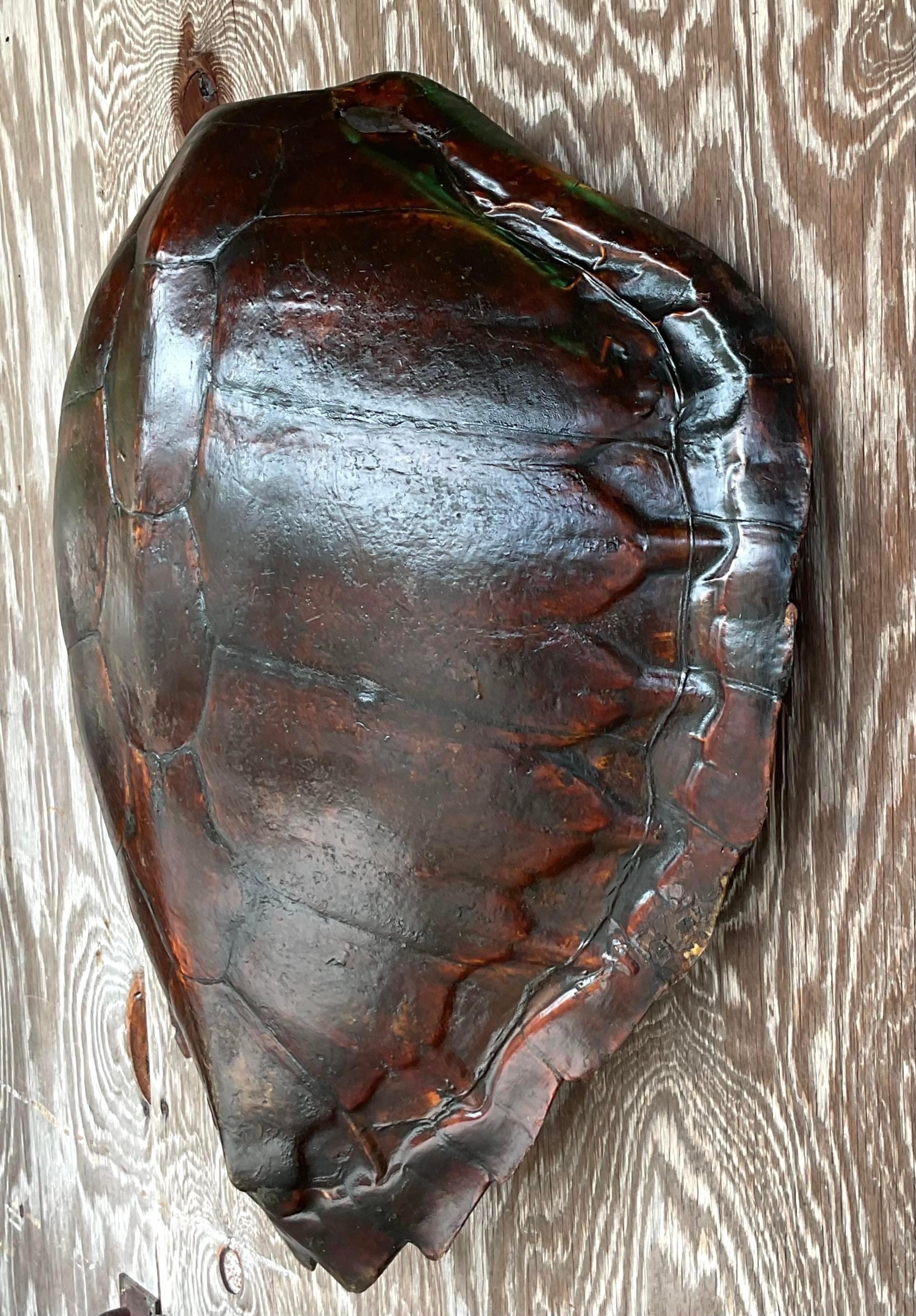 Sea turtle Vintage Boho Authentic Turtle Shell