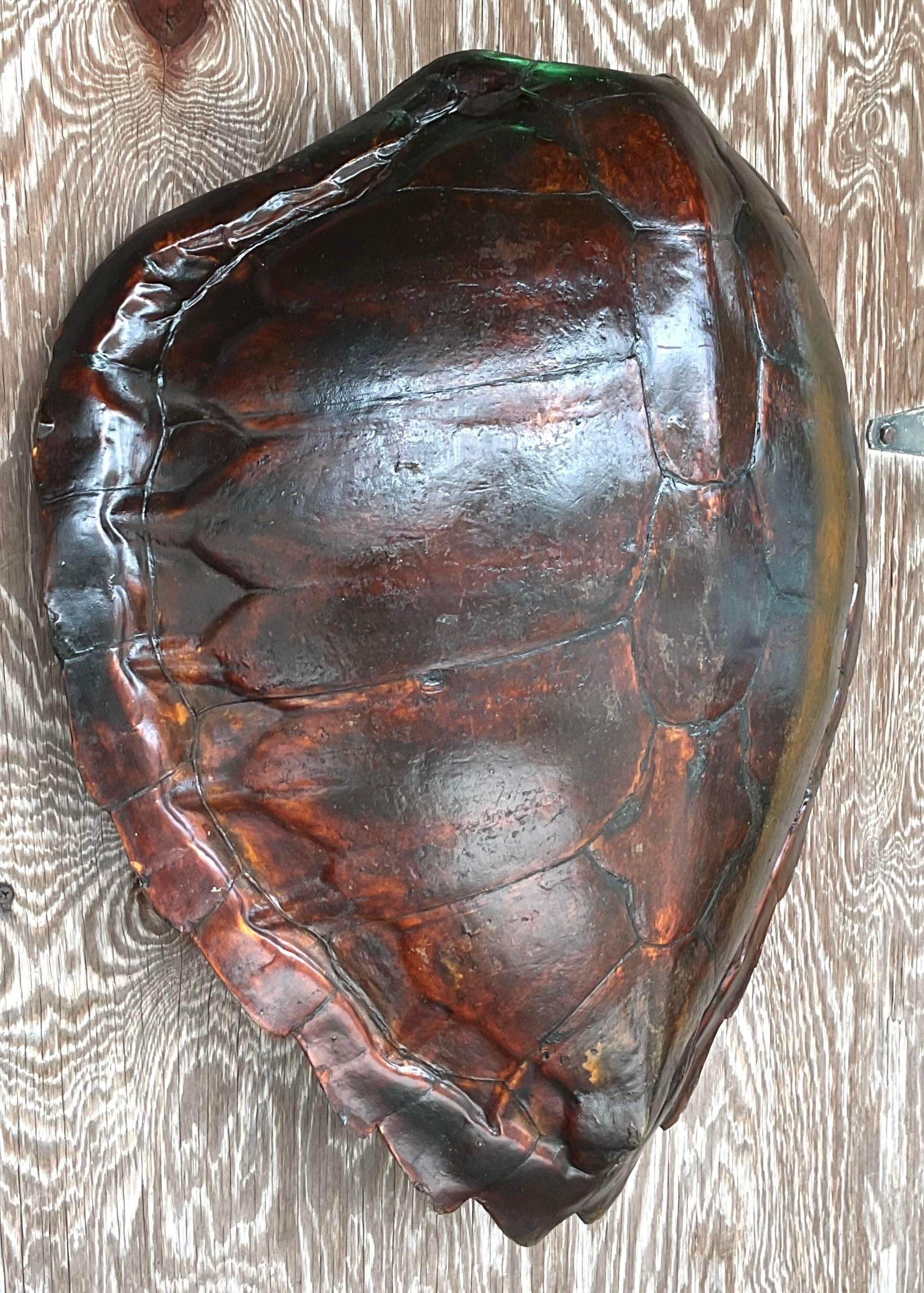 Vintage Boho Authentic Turtle Shell 1