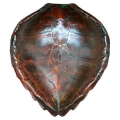 Vintage Boho Authentic Turtle Shell