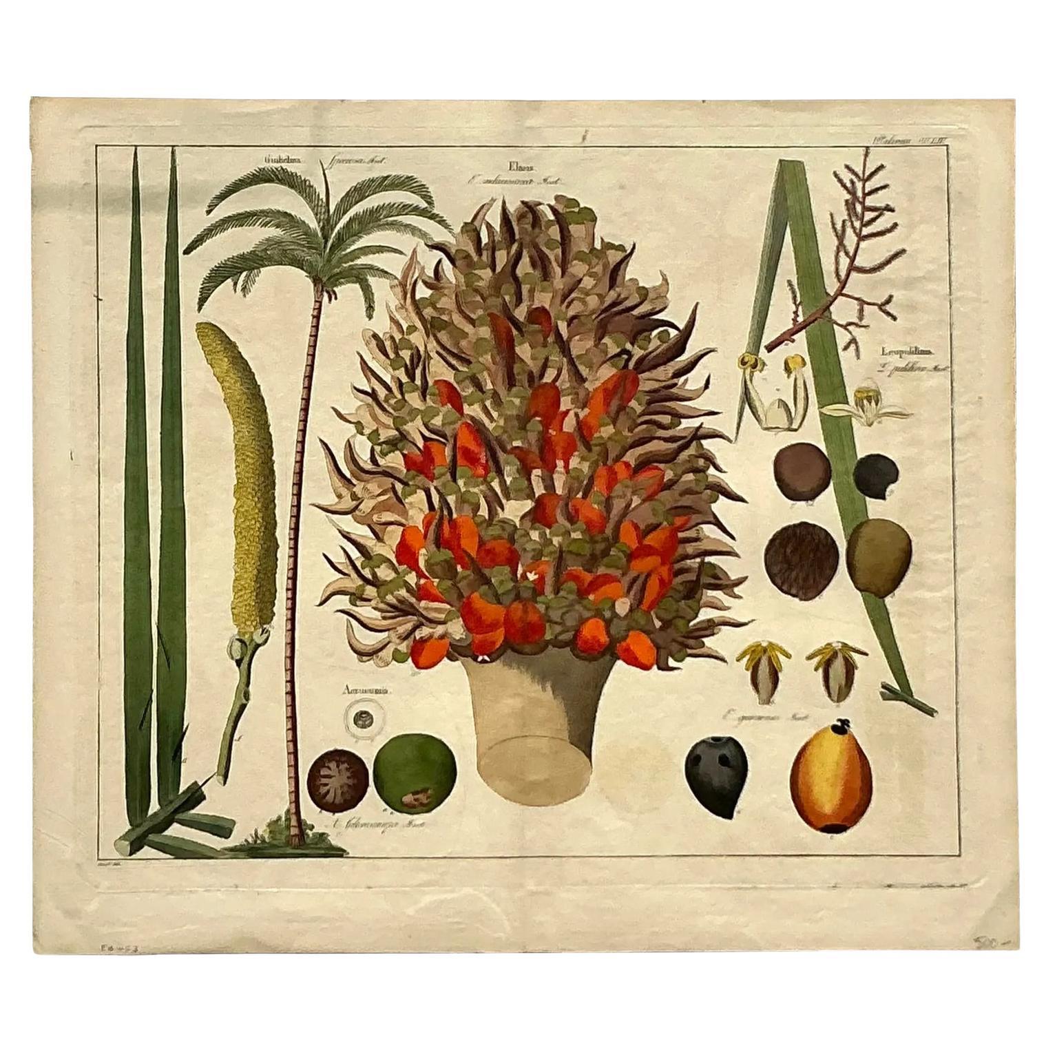 Vintage Boho Botanical Gravur im Angebot