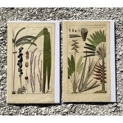 Gravures botaniques boho vintage - Lot de 2