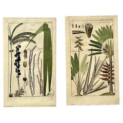 Vintage Boho Botanical Engravings - Set of 2