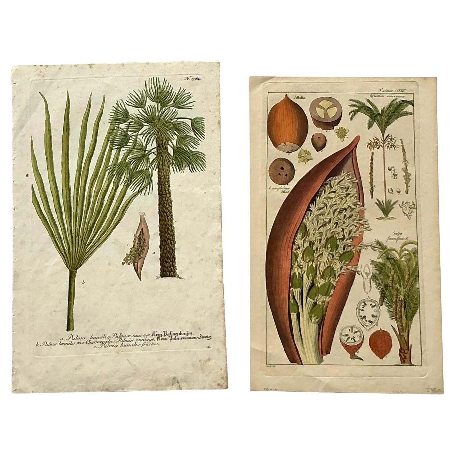 Vintage Boho Botanical Gravuren - Satz von 2