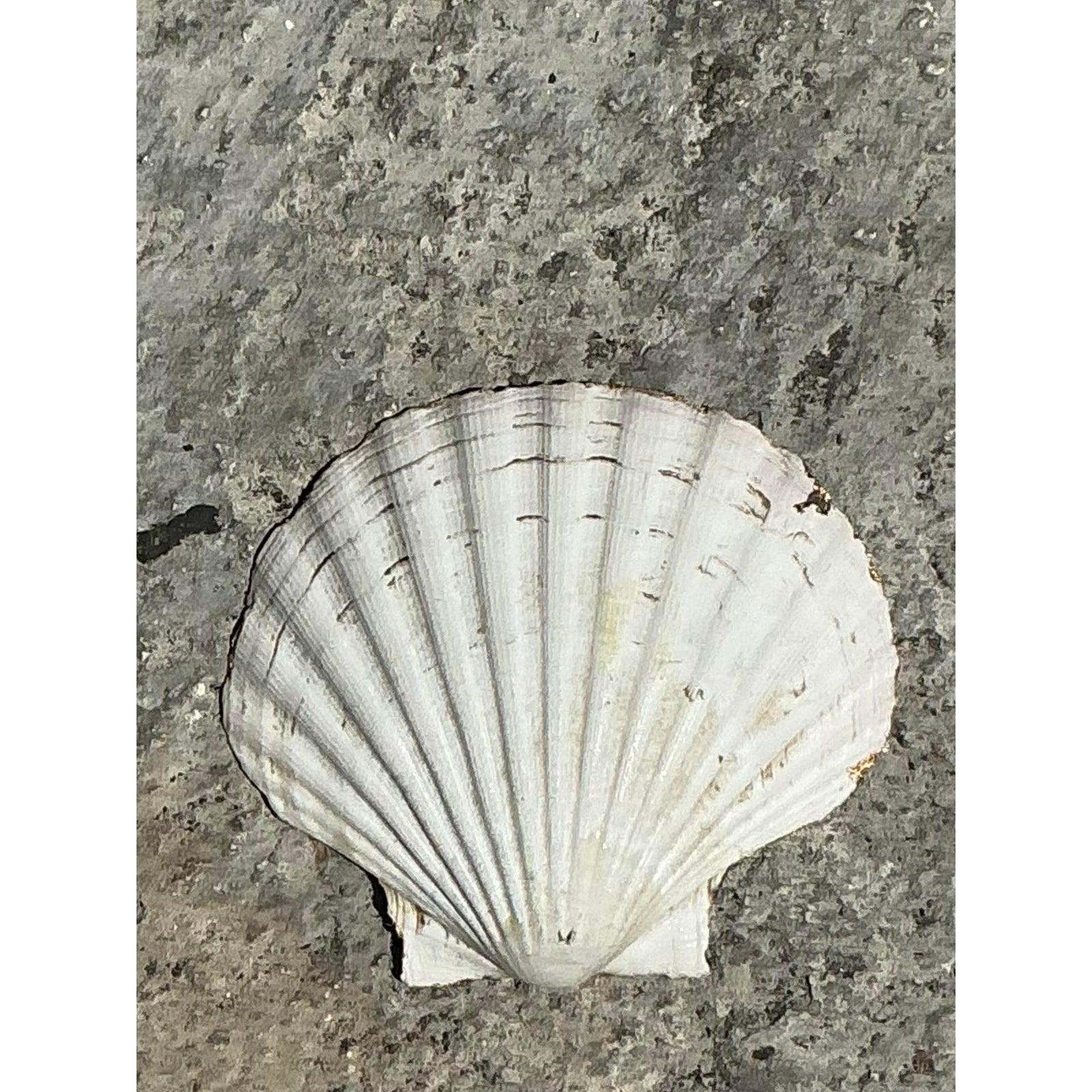 Américain Vintage Boho Decoupage Oyster Shell en vente
