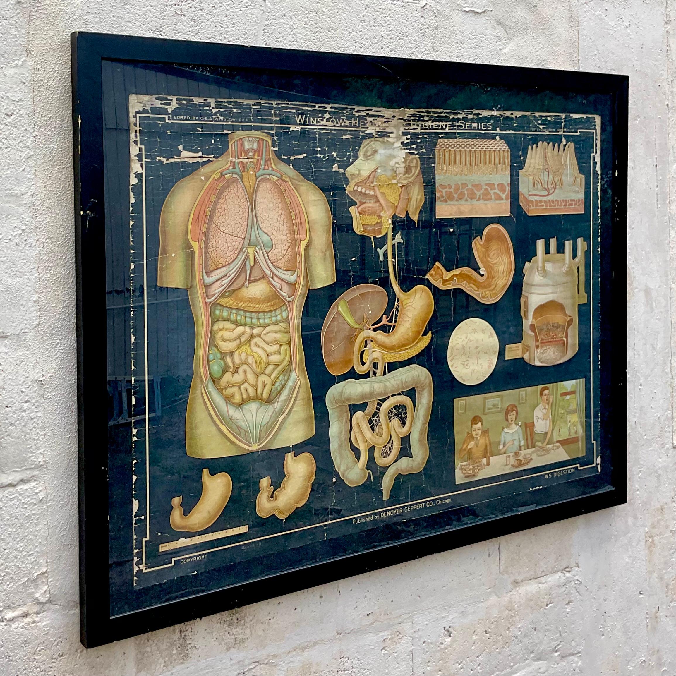 A fantastic vintage Boho anatomy print.  Made by the Denoyer-Geppert group.  A classic school room diagram from the Midcentury.  Beautiful all over patina from time.  Acquired from a Palm Beach Estate