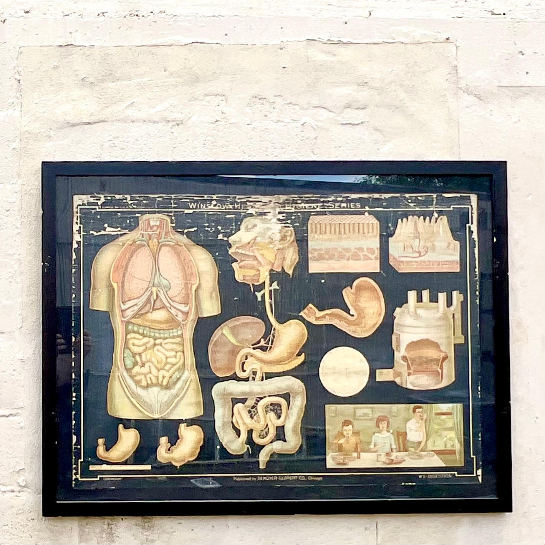 Vintage Boho Denoyer - Geppert Anatomy Print In Good Condition For Sale In west palm beach, FL