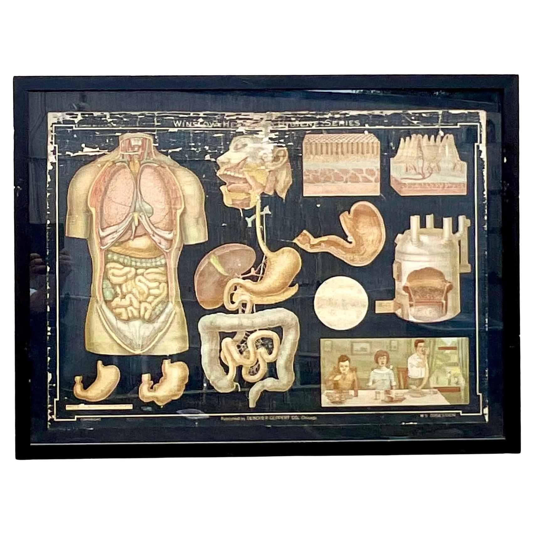 Vintage Boho Denoyer - Geppert Anatomy Print For Sale