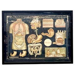 Vintage Denoyer Geppert Scientific Chart