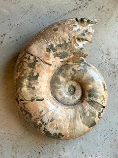 Vintage Boho Extra Large Ammonite Specimen