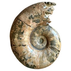 Vintage Boho Extra Large Ammonite Specimen