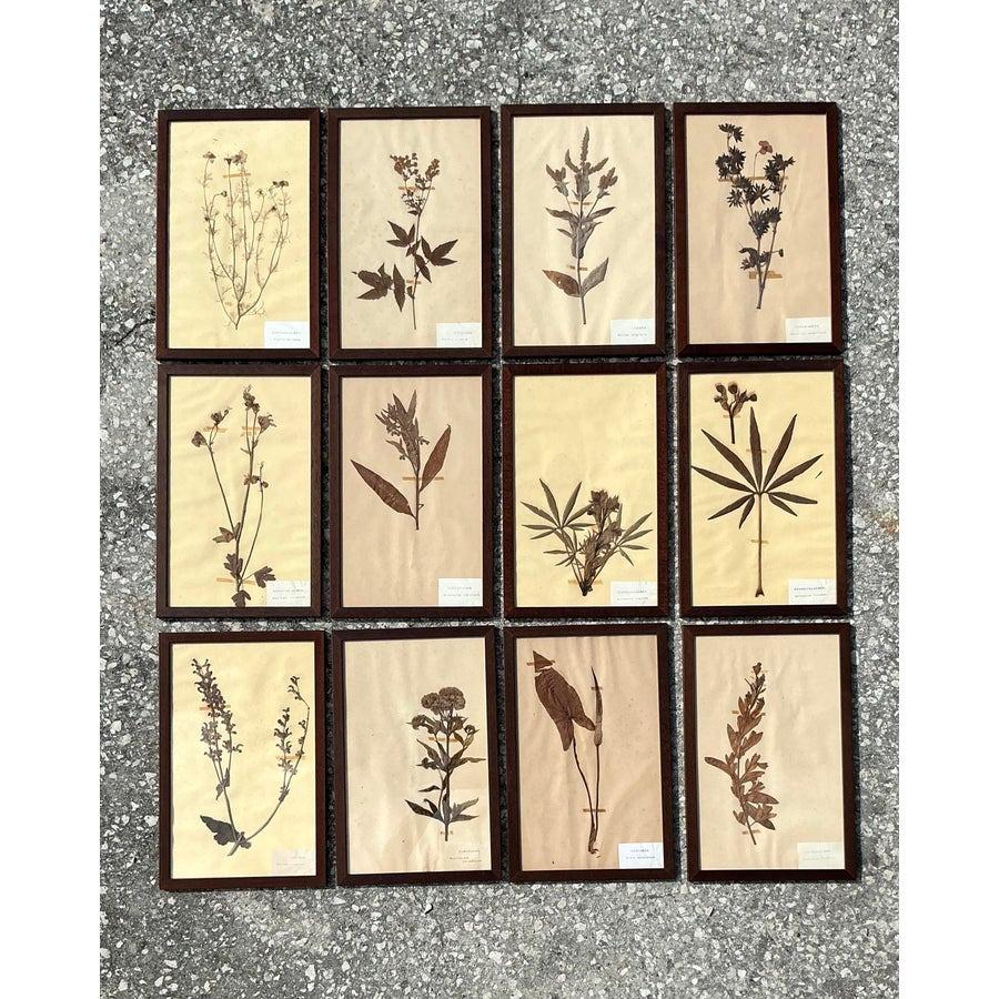 Vintage Boho Herbarium botanische Exemplare im Vintage-Stil - 12er-Set im Angebot 4