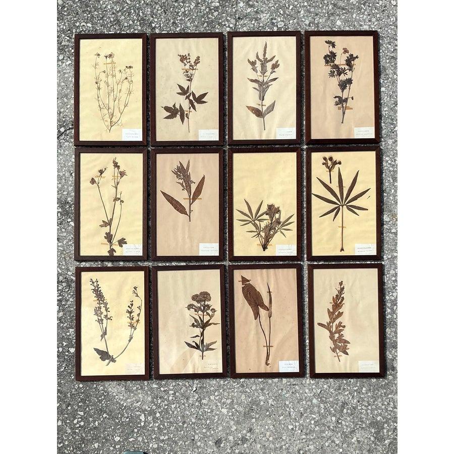 Vintage Boho Herbarium botanische Exemplare im Vintage-Stil - 12er-Set im Angebot 5