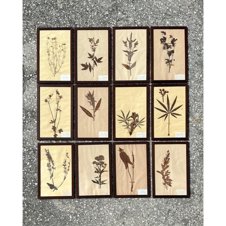 Vintage Boho Herbarium botanische Exemplare im Vintage-Stil - 12er-Set im Angebot 6
