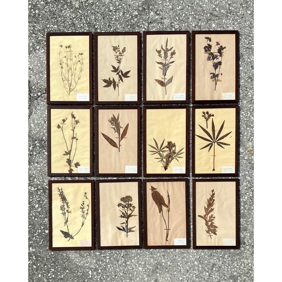 Dieses exquisite Set aus 12 botanischen Herbariumsexemplaren im Vintage-Stil bringt die Schönheit der Natur in Ihr Zuhause. Jedes Stück wird sorgfältig gepresst und konserviert und unter Glas gerahmt, um die komplizierten Details der Blumen, Blätter