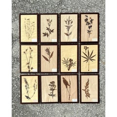 Vintage Boho Herbarium Botanical Specimens - Set of 12