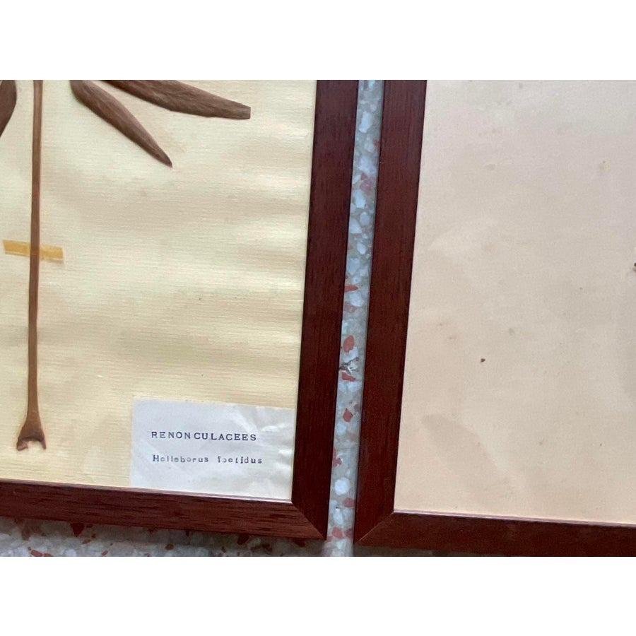 Vintage Boho Herbarium botanische Exemplare im Vintage-Stil - 12er-Set (amerikanisch) im Angebot