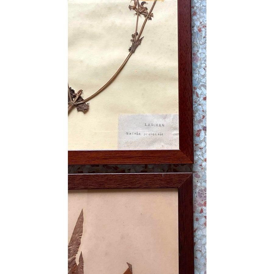 Vintage Boho Herbarium botanische Exemplare im Vintage-Stil - 12er-Set im Zustand „Gut“ im Angebot in West Palm Beach, FL