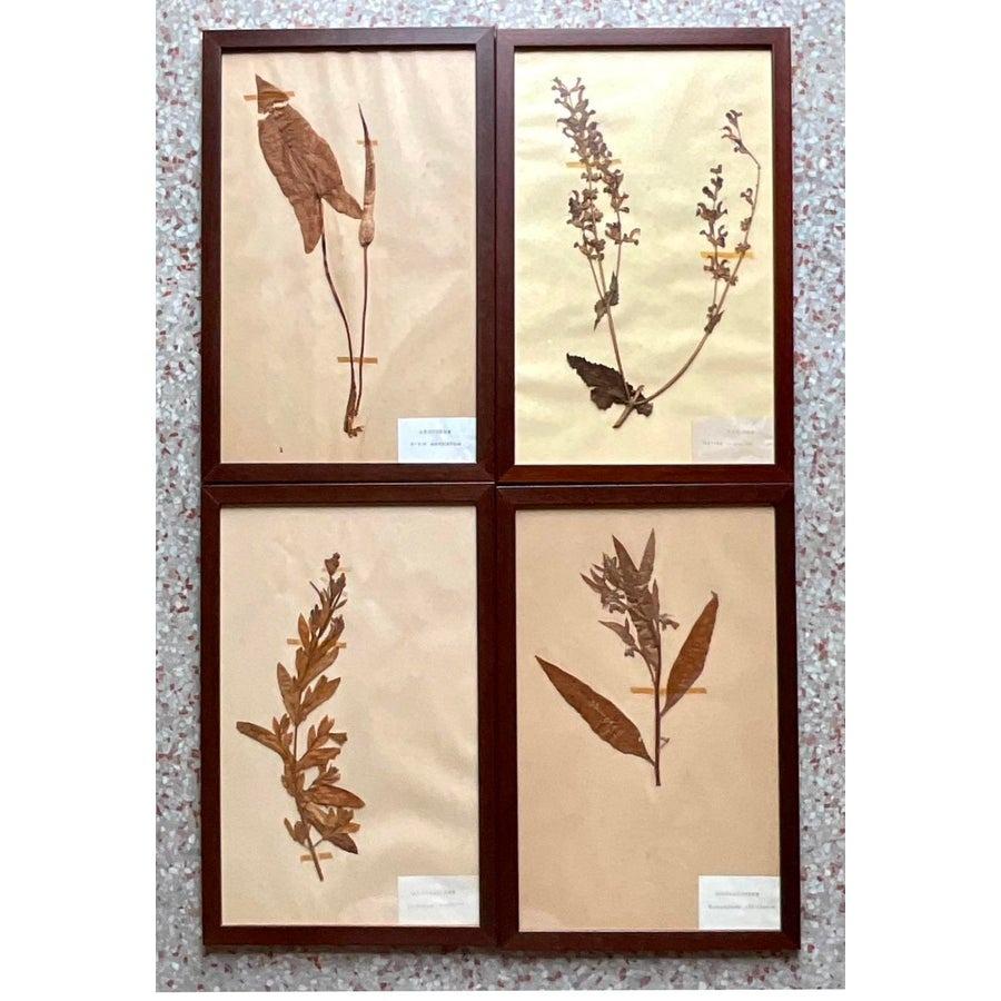 Vintage Boho Herbarium botanische Exemplare im Vintage-Stil - 12er-Set (20. Jahrhundert) im Angebot