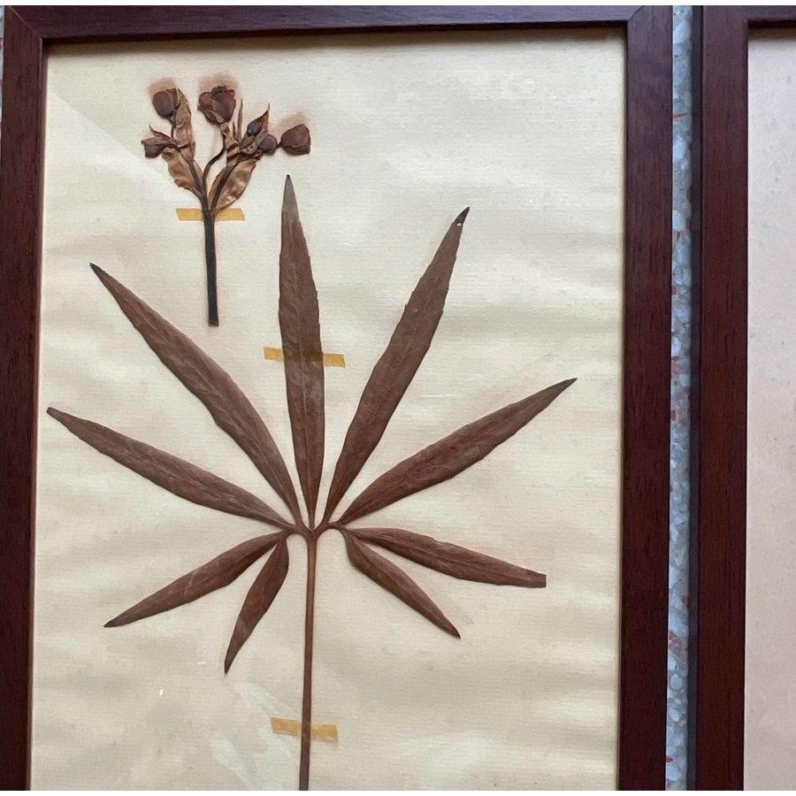Vintage Boho Herbarium botanische Exemplare im Vintage-Stil - 12er-Set im Angebot 1