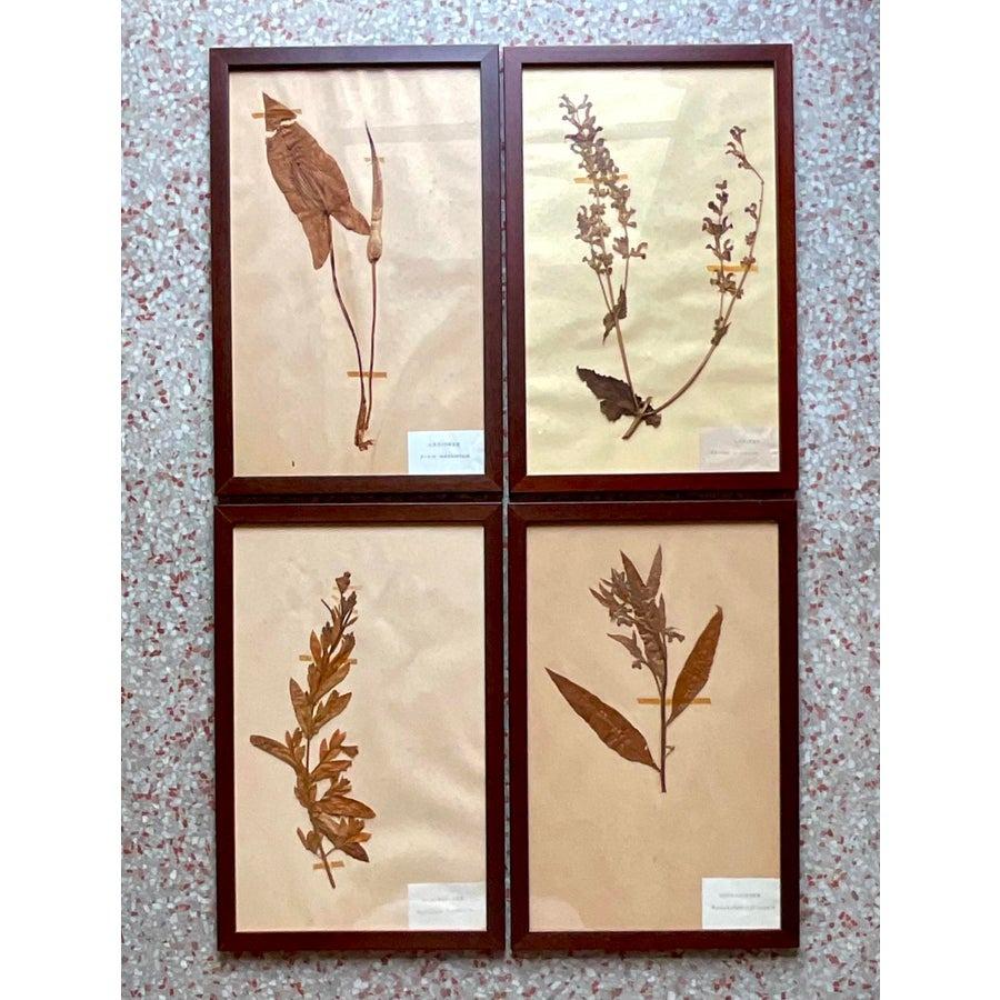 Vintage Boho Herbarium botanische Exemplare im Vintage-Stil - 12er-Set im Angebot 2