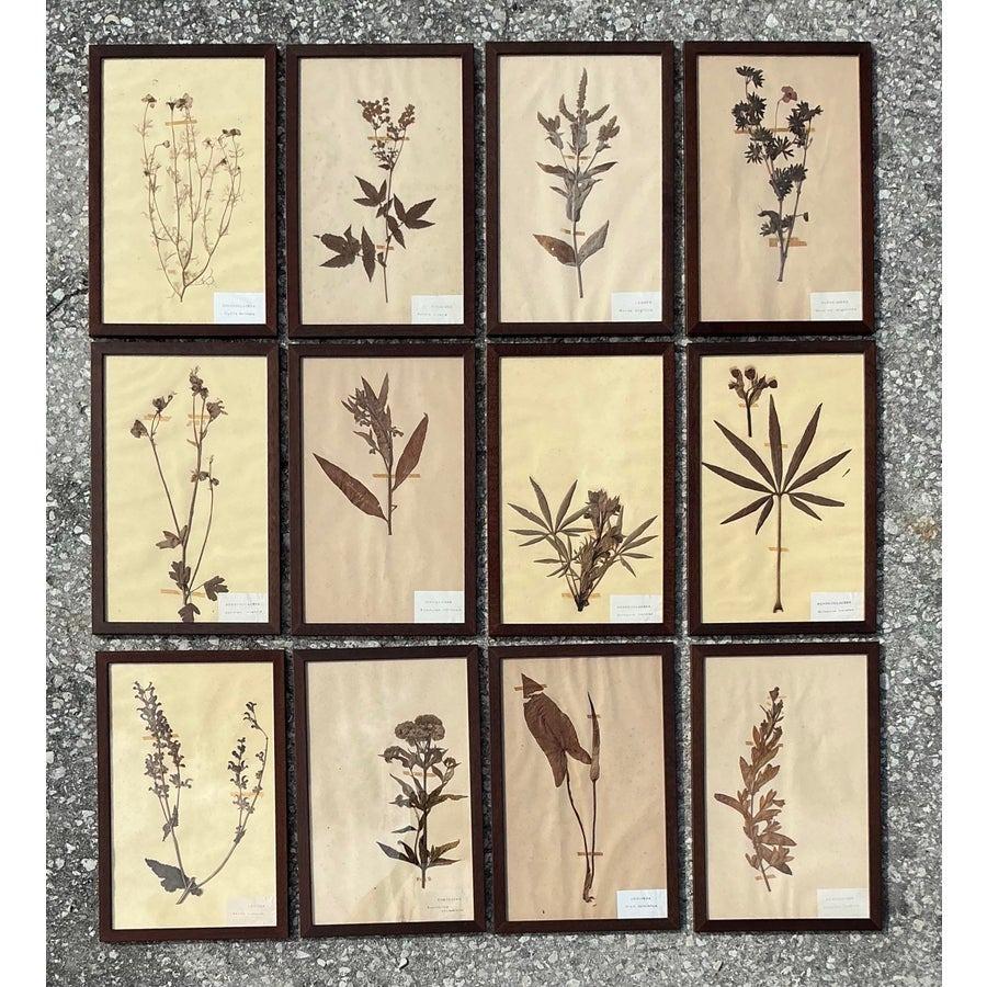 Vintage Boho Herbarium botanische Exemplare im Vintage-Stil - 12er-Set im Angebot 3