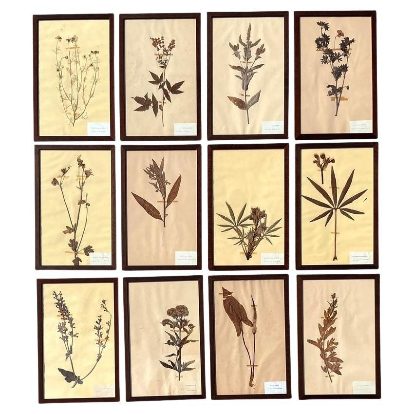 Vintage Boho Herbarium Botanical Specimens - Set of 12