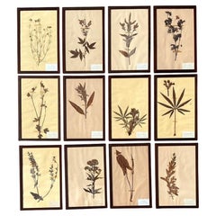 Herbario Vintage Boho Especímenes Botánicos - Set de 12