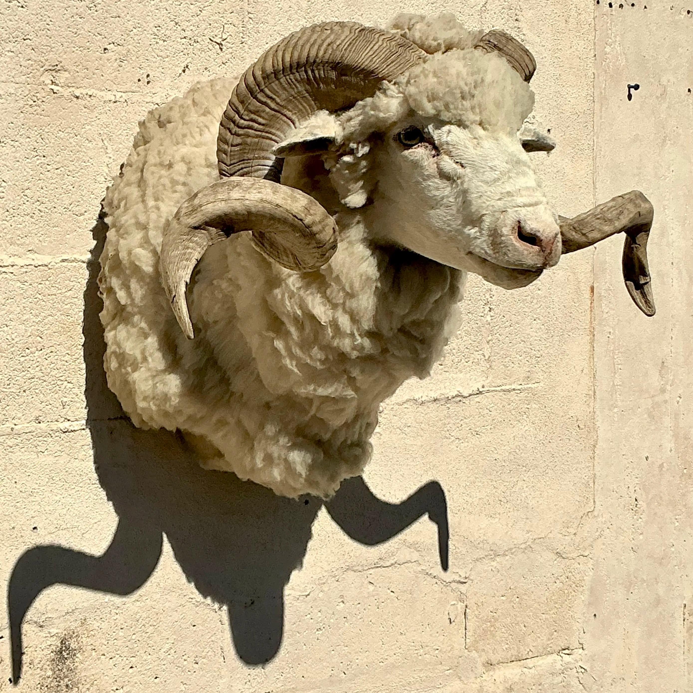 Esta llamativa montura de oveja taxidermizada aporta encanto rústico y autenticidad a cualquier espacio. Con una cabeza de oveja bellamente conservada y cuernos intrincadamente rizados, esta pieza única ofrece un guiño intemporal al mundo natural.