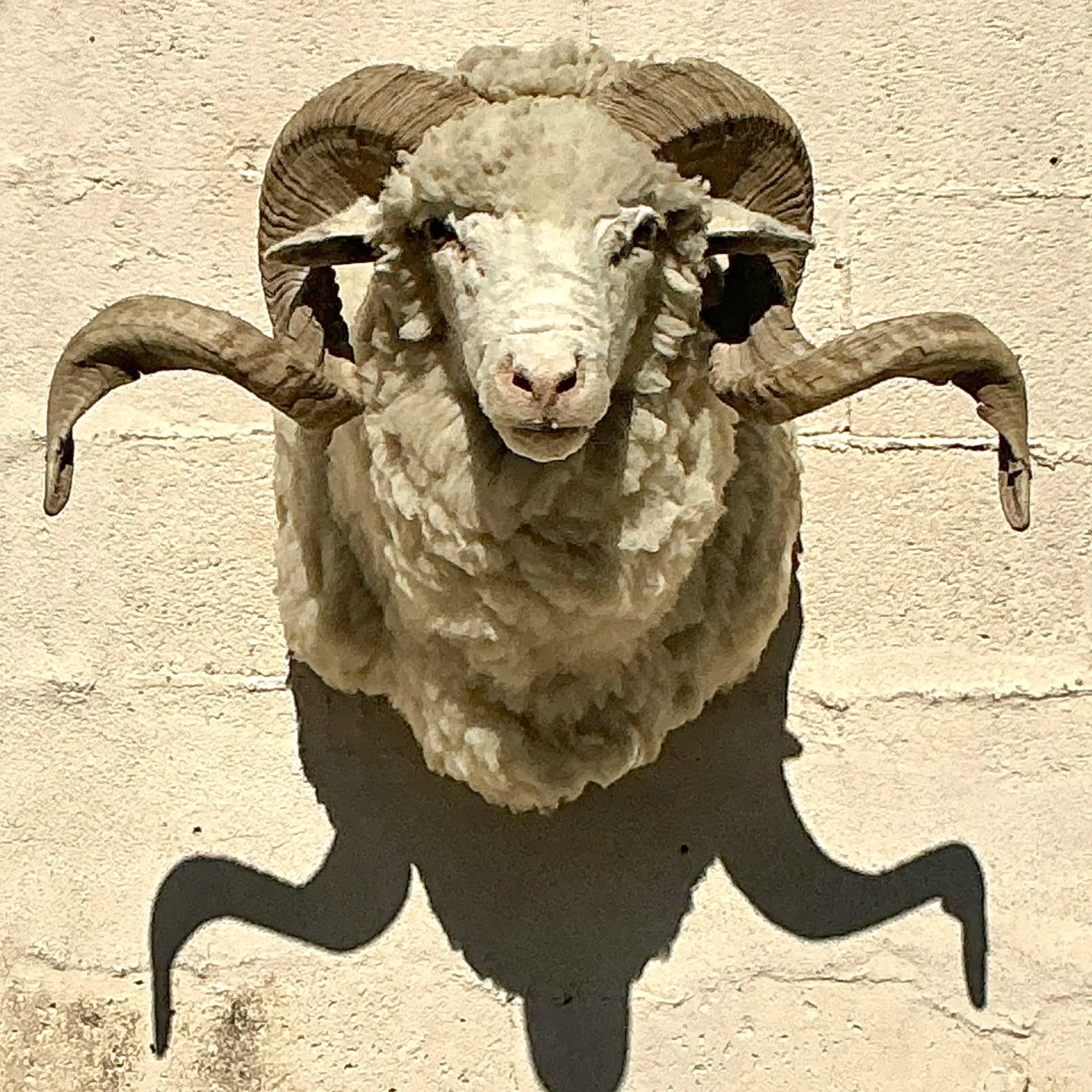 Vintage Boho Taxidermia Oveja Montura Estadounidense