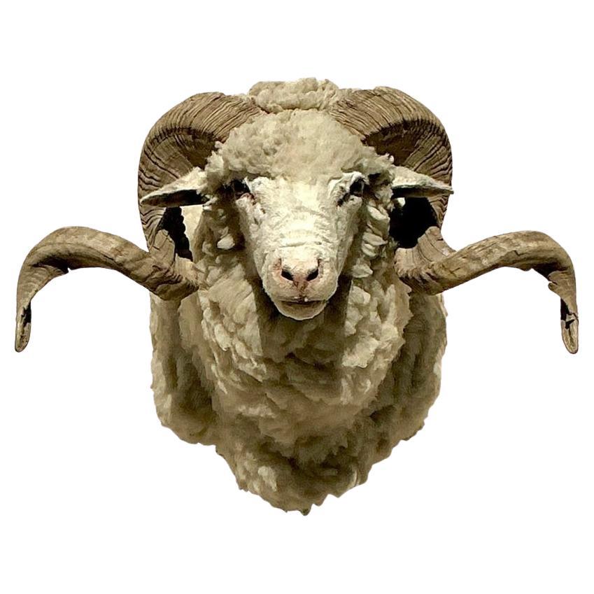 Vintage Boho Taxidermy Sheep Mount