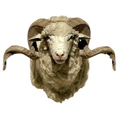 Monture de moutons de taxidermie boho vintage