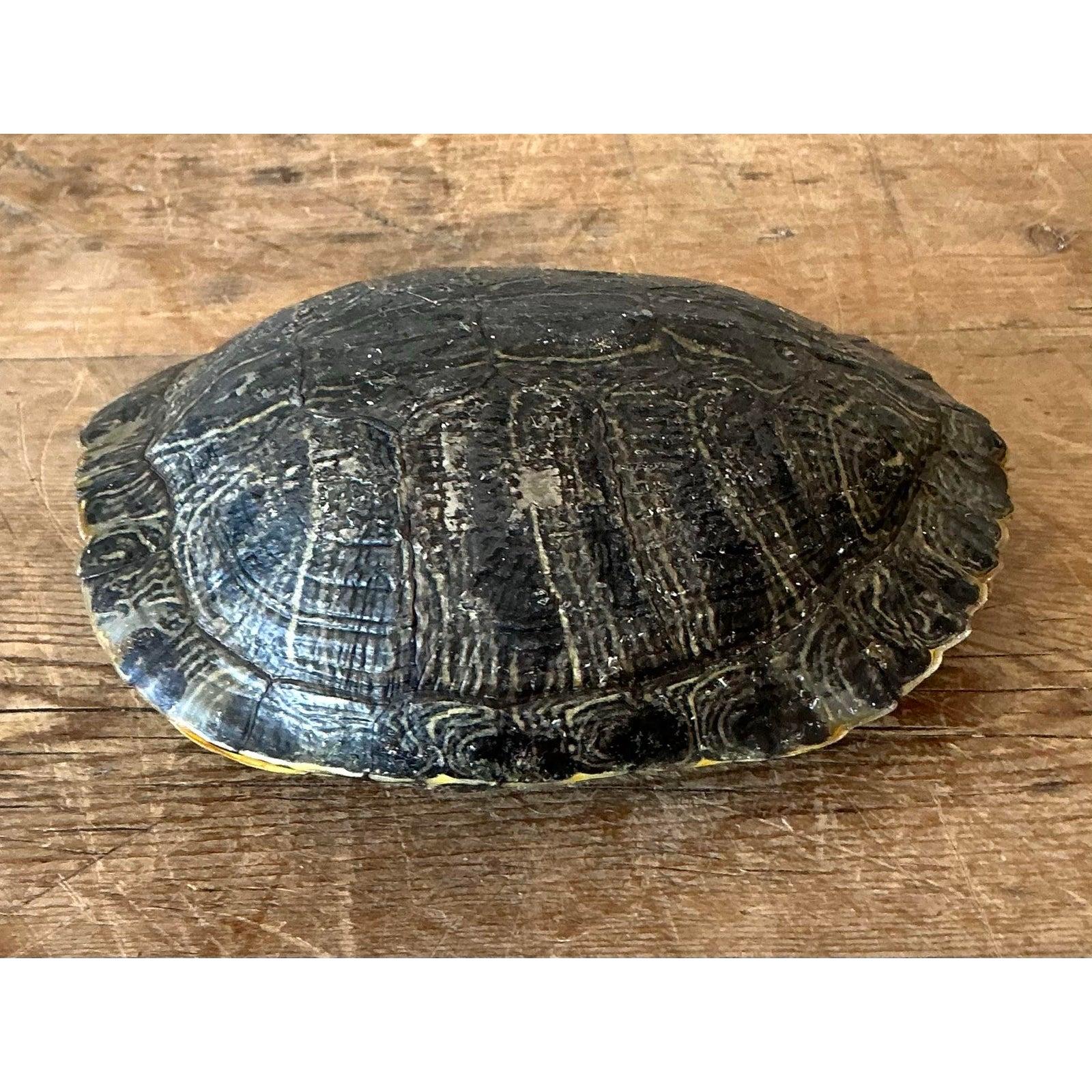 Vintage Boho Turtle Shell For Sale at 1stDibs