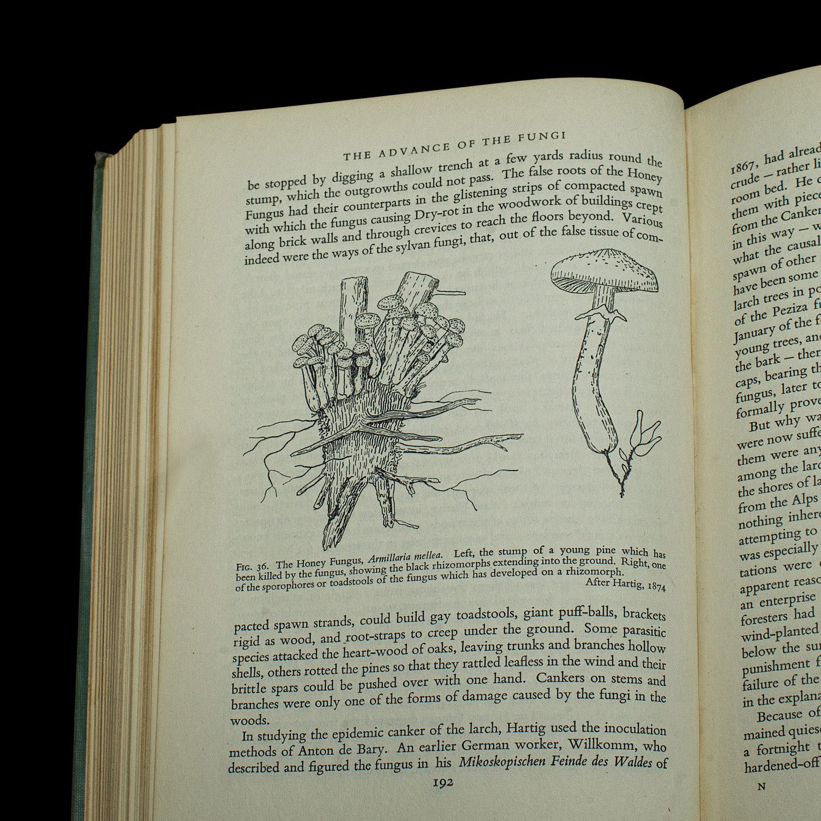 Vintage Books, Fungi Interest, English Language, Biology, Reference, Scientific For Sale 4
