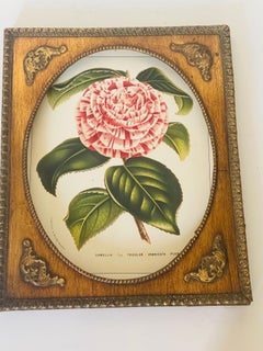 Vintage Botanical Chromolithograph in Gold Antique Oval Frame