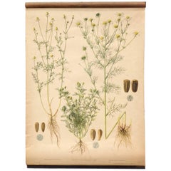 Vintage Botanical Czech Republic Wall Chart "Chamomile", 1950s