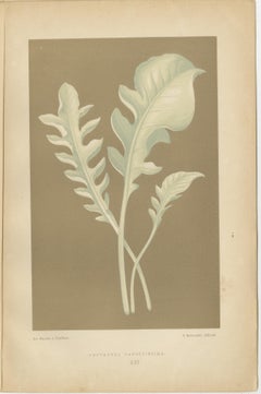 Elegancia Botánica Vintage: Un Estudio de Hojas y Patrones, Publicado en 1880