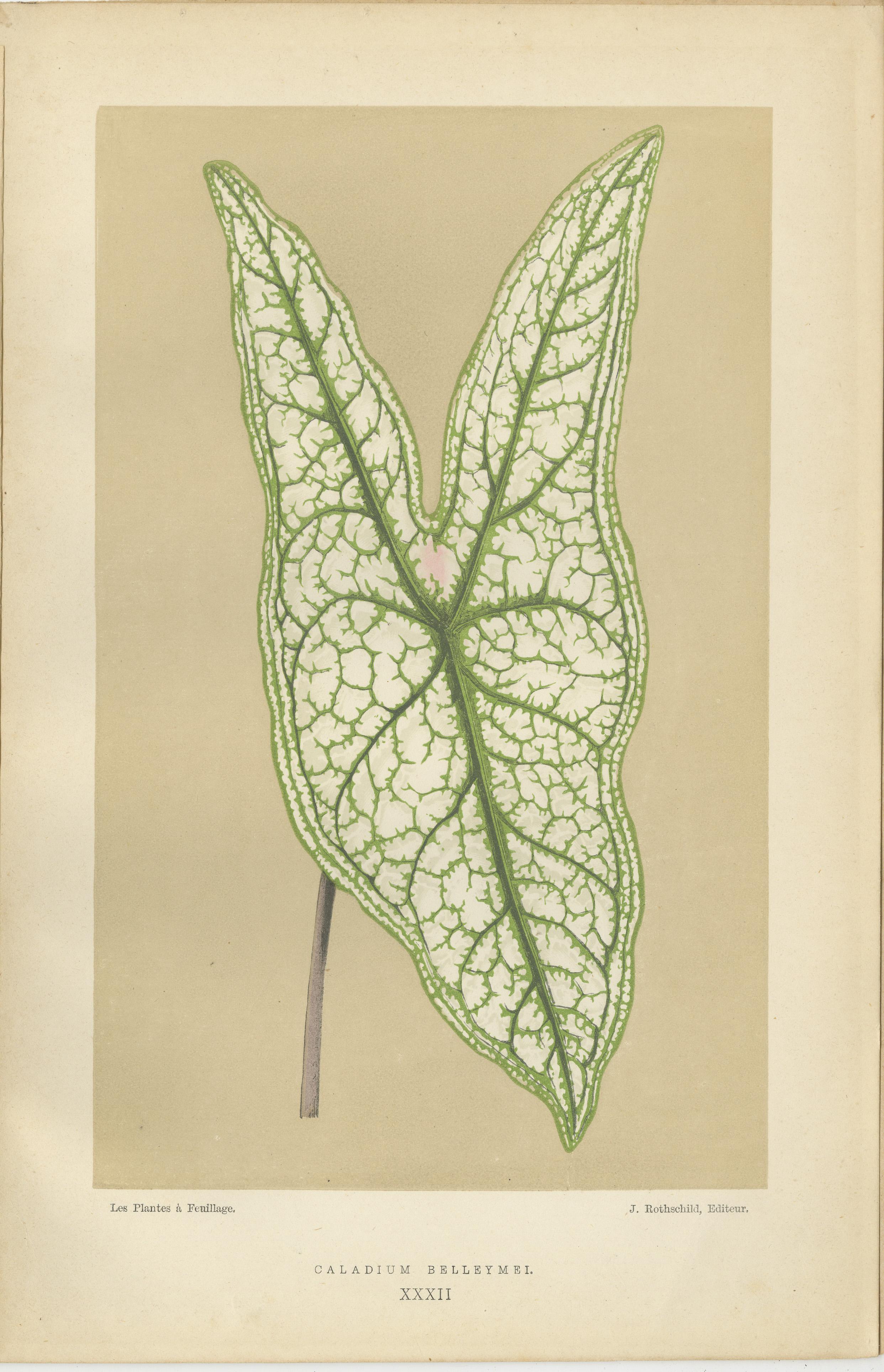 Vintage Botanical Elegance: A Study of Leaves and Patterns, Published in 1880 In Good Condition For Sale In Langweer, NL
