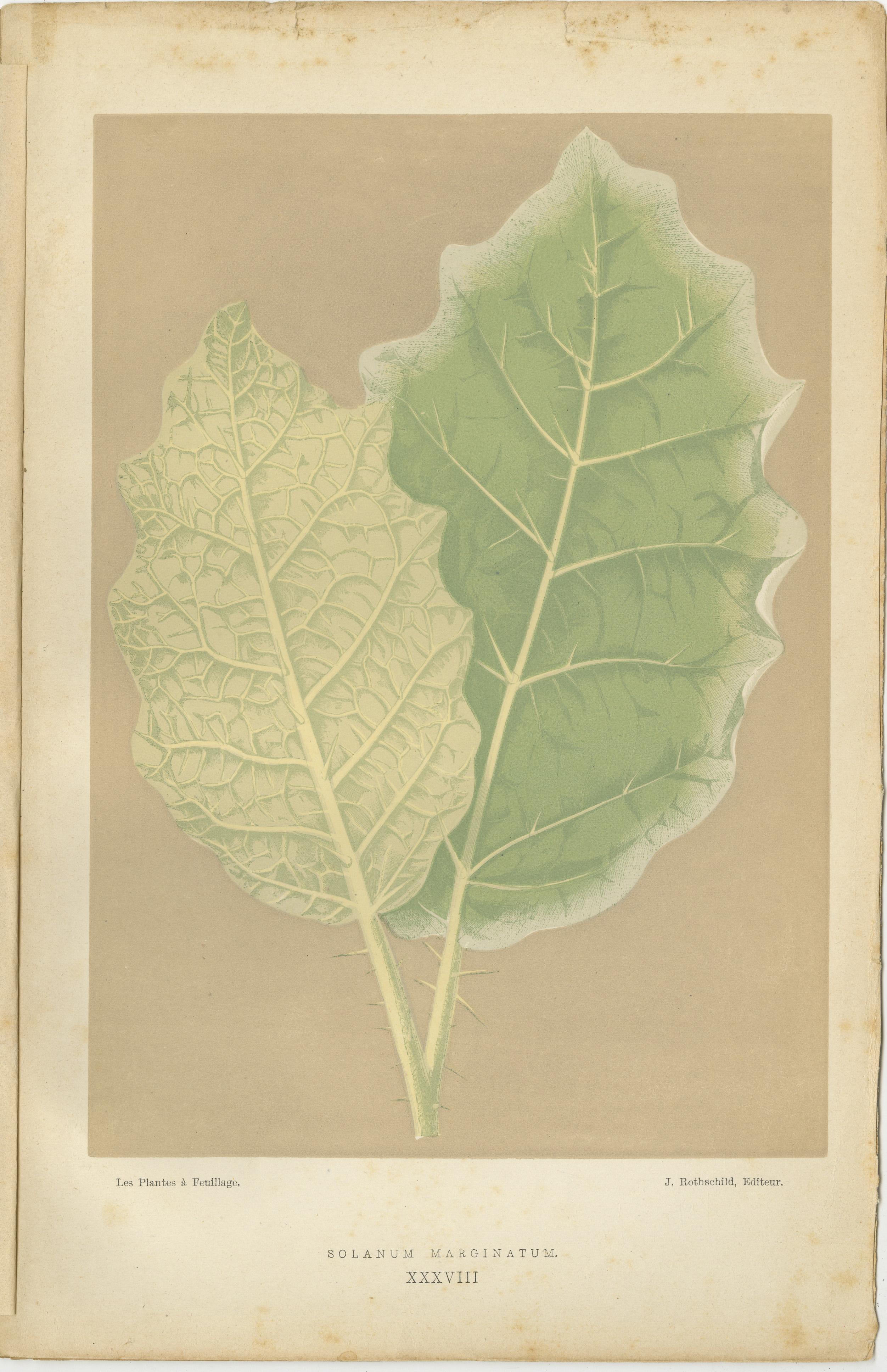 Late 19th Century Vintage Botanical Elegance: A Study of Leaves and Patterns, Published in 1880 For Sale
