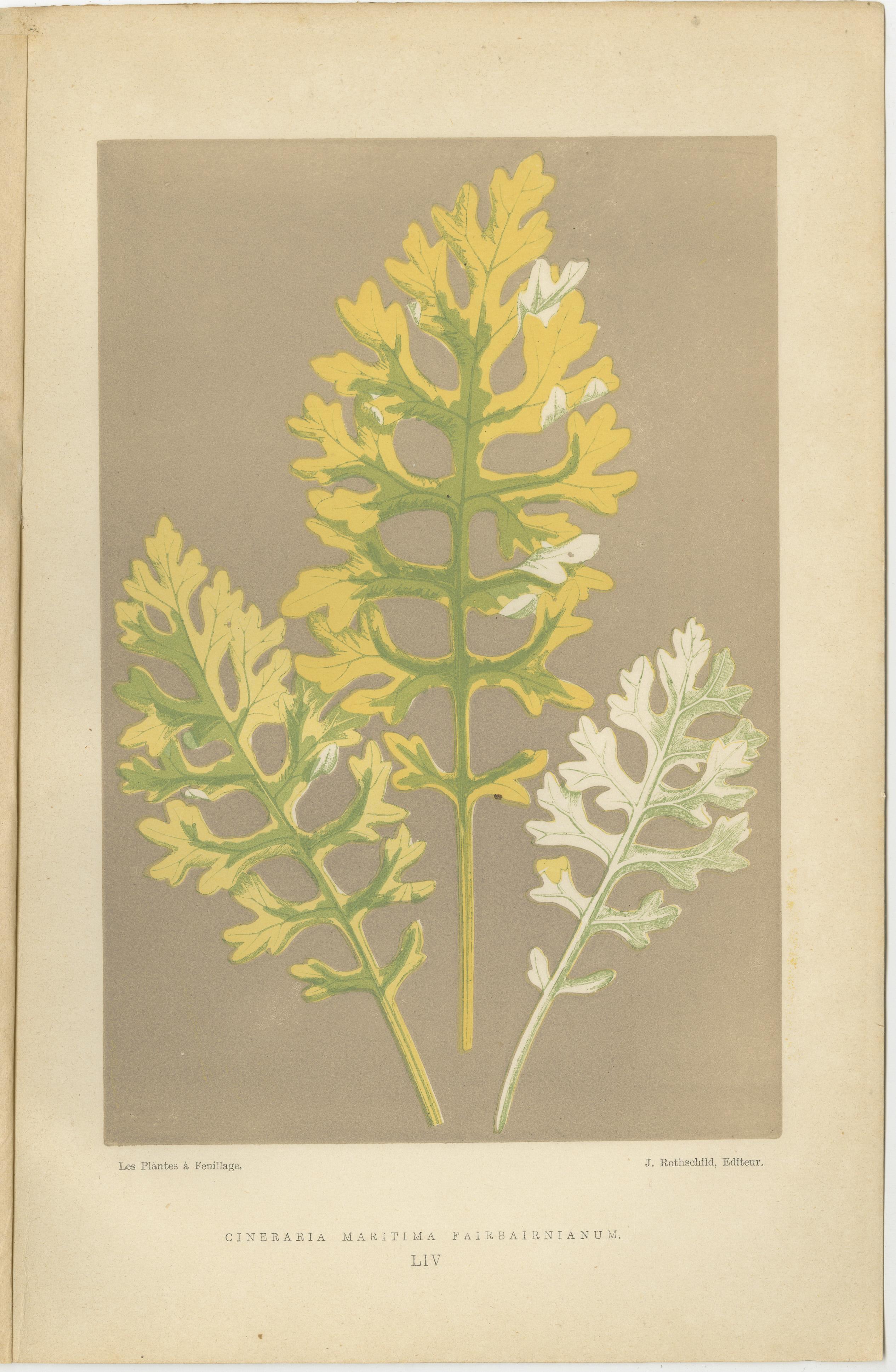 Paper Vintage Botanical Elegance: A Study of Leaves and Patterns, Published in 1880 For Sale