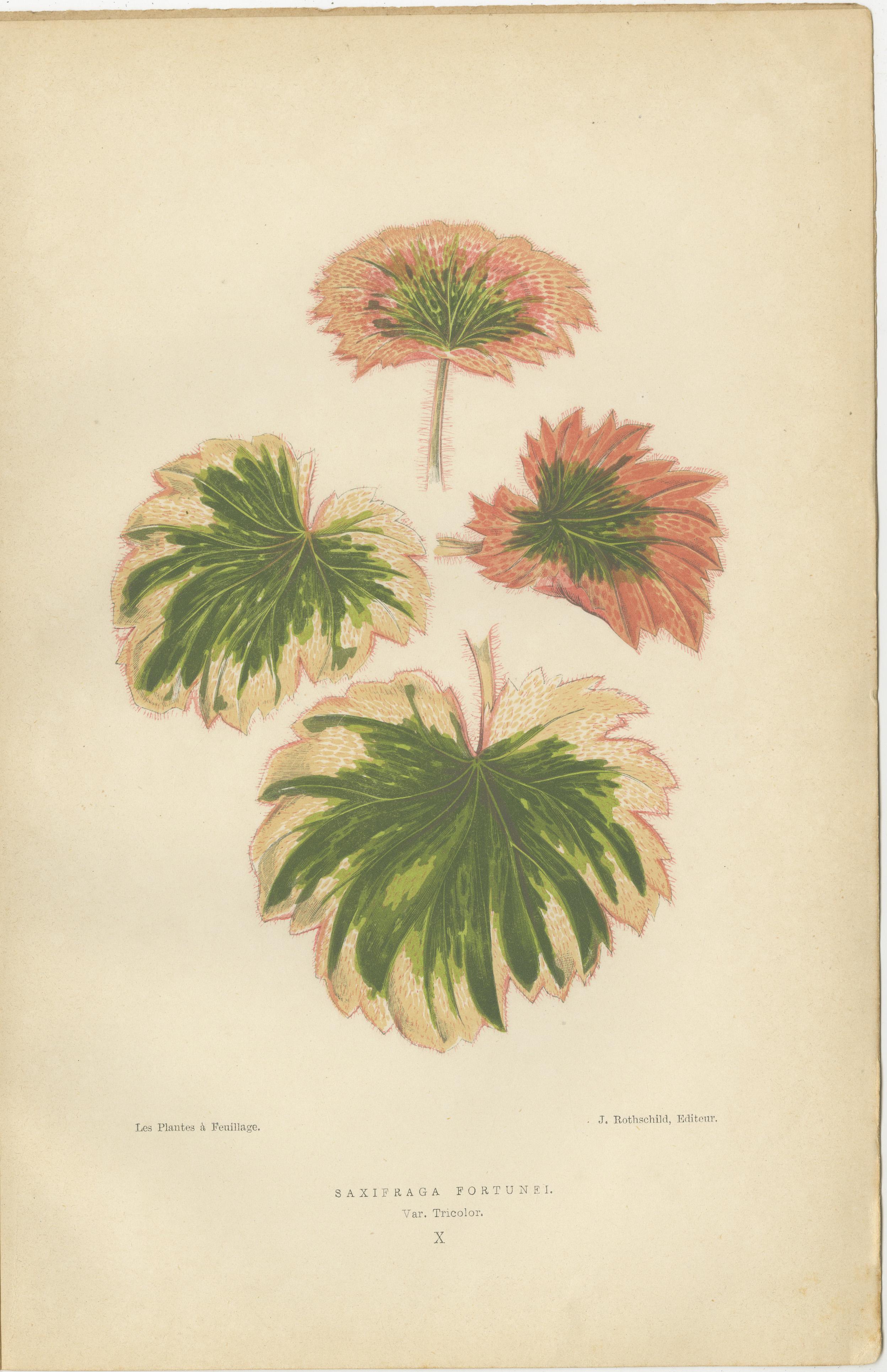 Late 19th Century Vintage Botanical Elegance: A Triptych of 19th Century Colored Foliage Studies For Sale