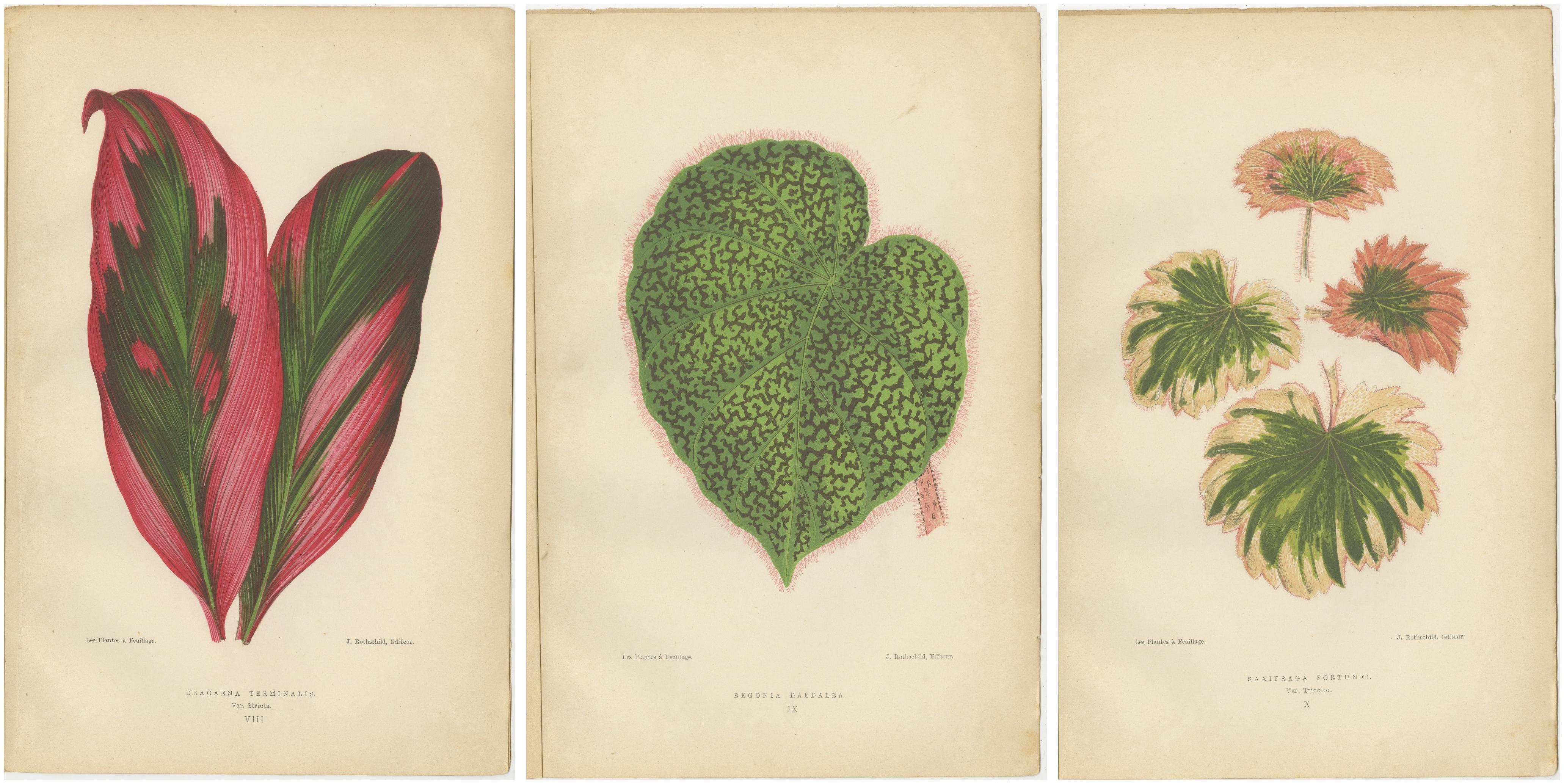 Paper Vintage Botanical Elegance: A Triptych of 19th Century Colored Foliage Studies For Sale