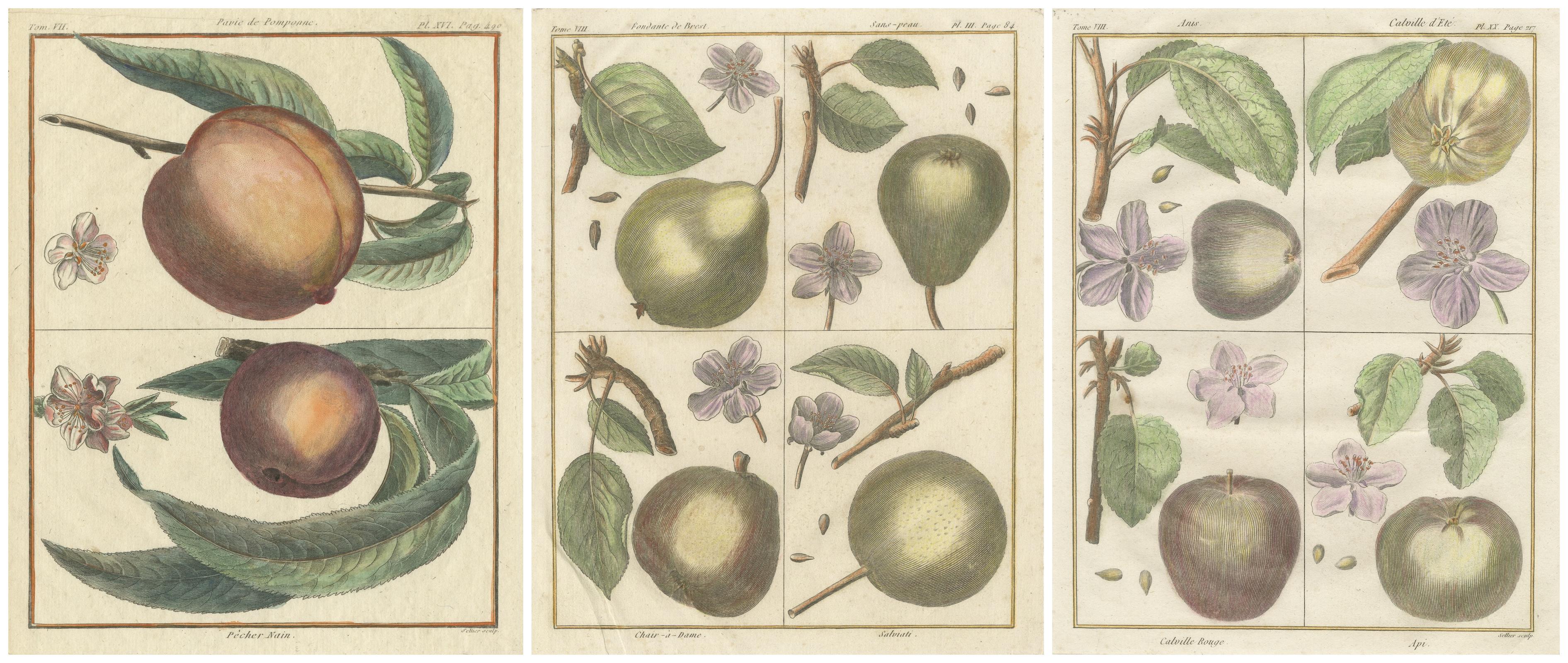 Antique Fruit Prints by Poiteau and Turpin, Hand-Colored Botanical Engravings

Description:

This exquisite compilation features three antique botanical plates from the celebrated French publication 'Pomologie Française', originally published